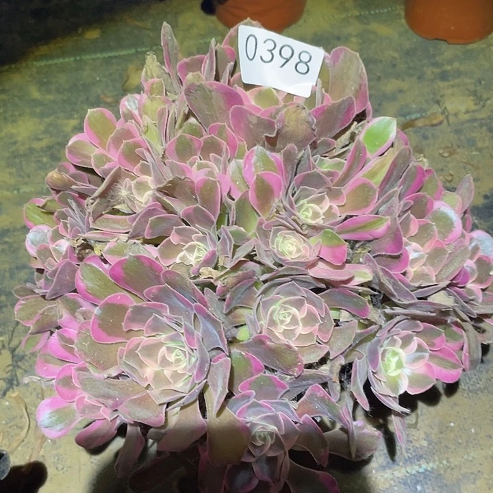 多肉植物法师398皇后