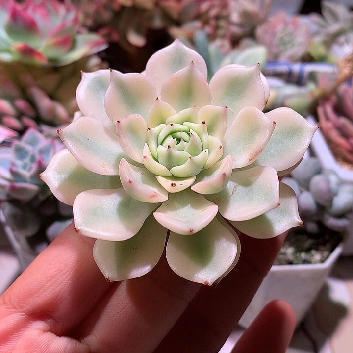 苯巴蒂斯锦腹轮锦