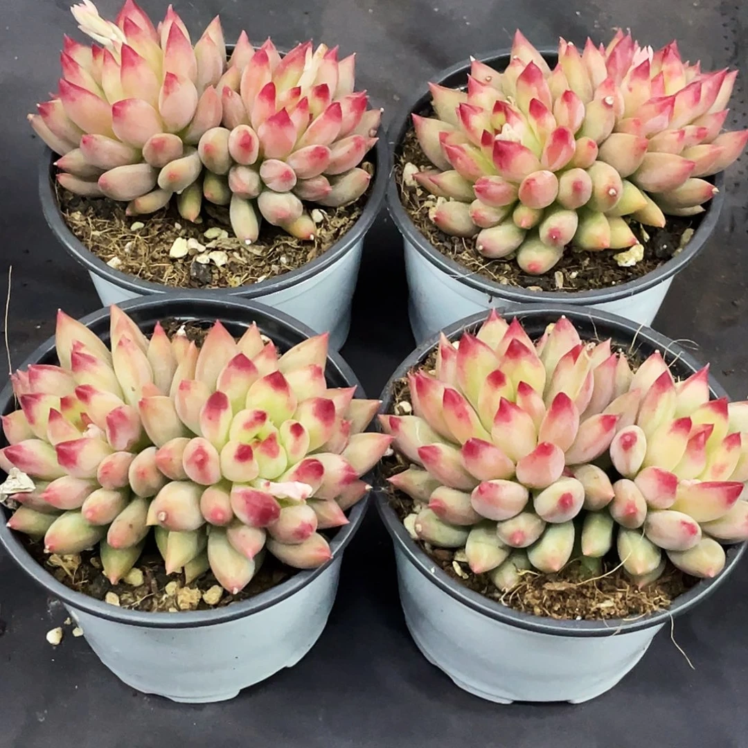 整桩无砍双头二代虞美人一颗