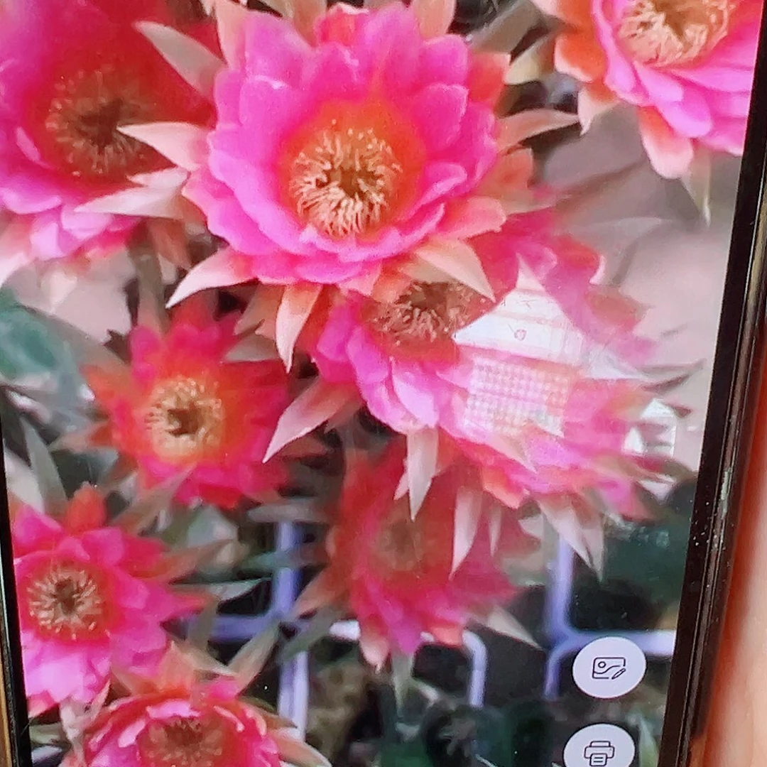 丽花 千手观音 侧芽 满20包邮