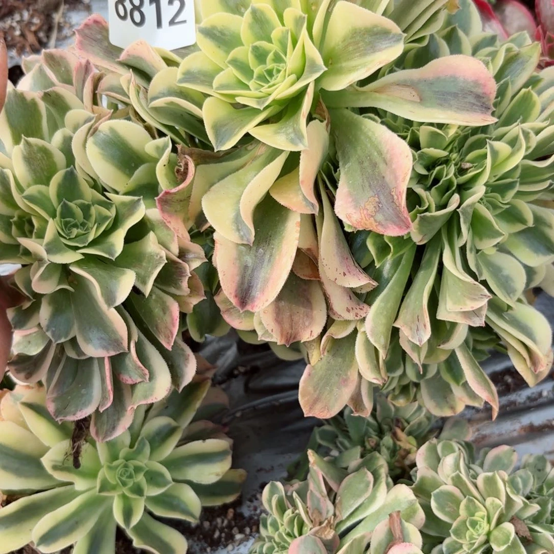 我8812 号多肉法师特价