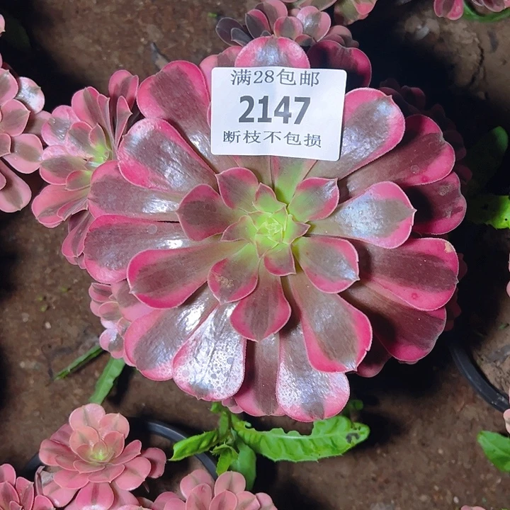 2147美杜莎多肉植物