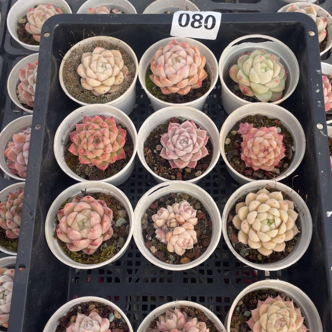 多肉植物十二个精品080