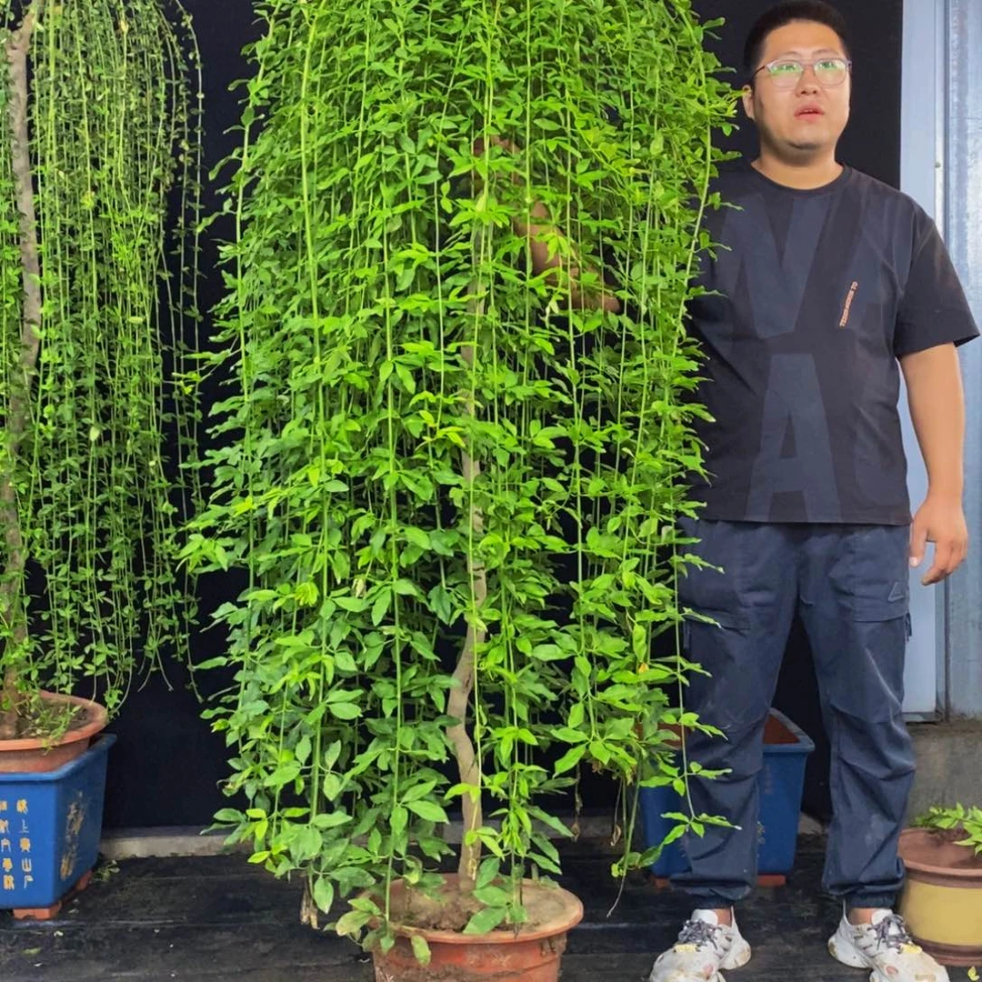探春花，一物一拍，