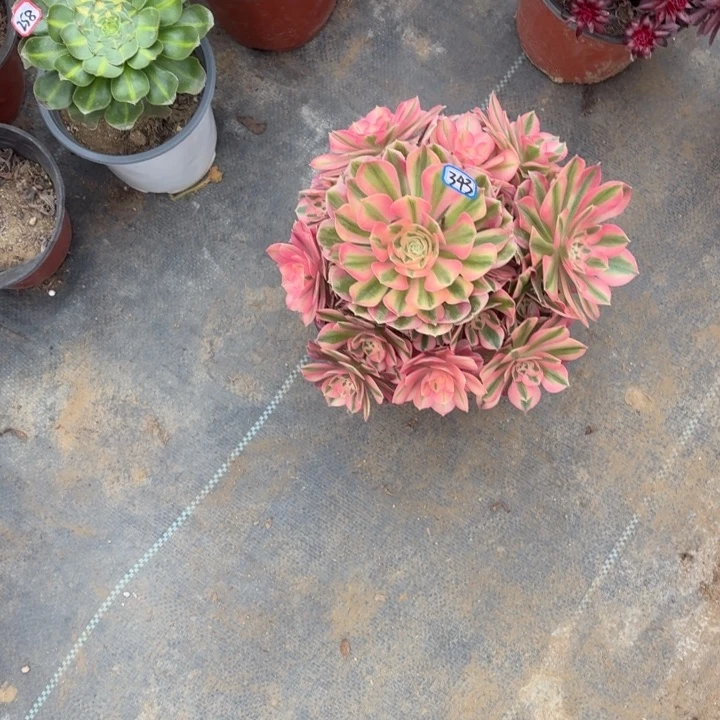 B***s一物一拍多肉粉女巫343