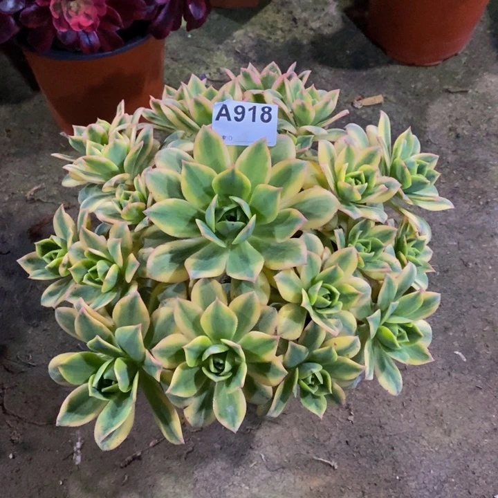 星爆多肉植物918