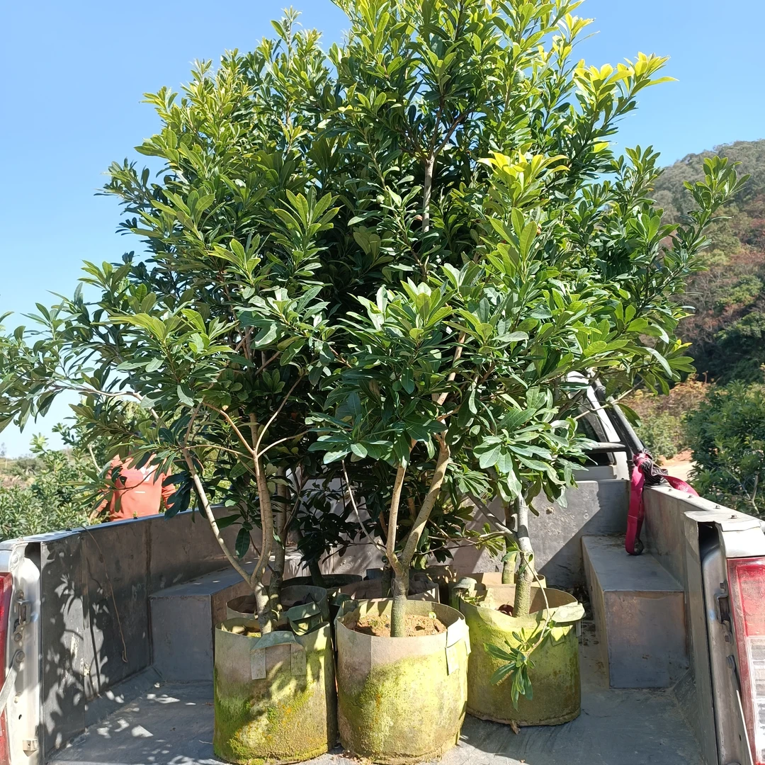 直播链接正宗嫁接东魁杨梅苗 特大果子优良品种南北方种植