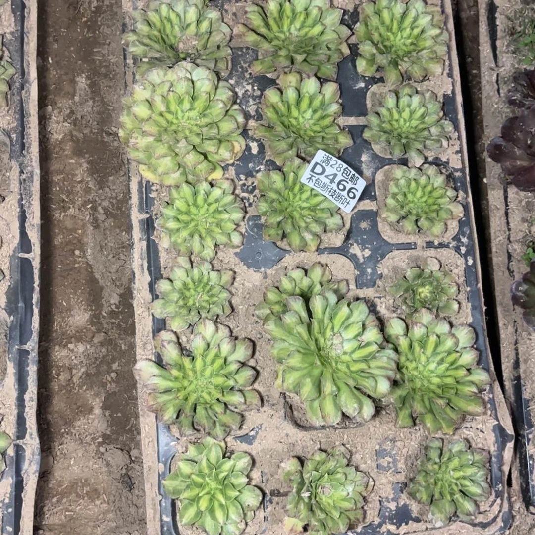 S. 466知否穴盘苗多肉