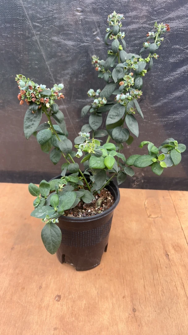 多肉植物 蓝莓苗1加仑盆 带盆土发货 一株