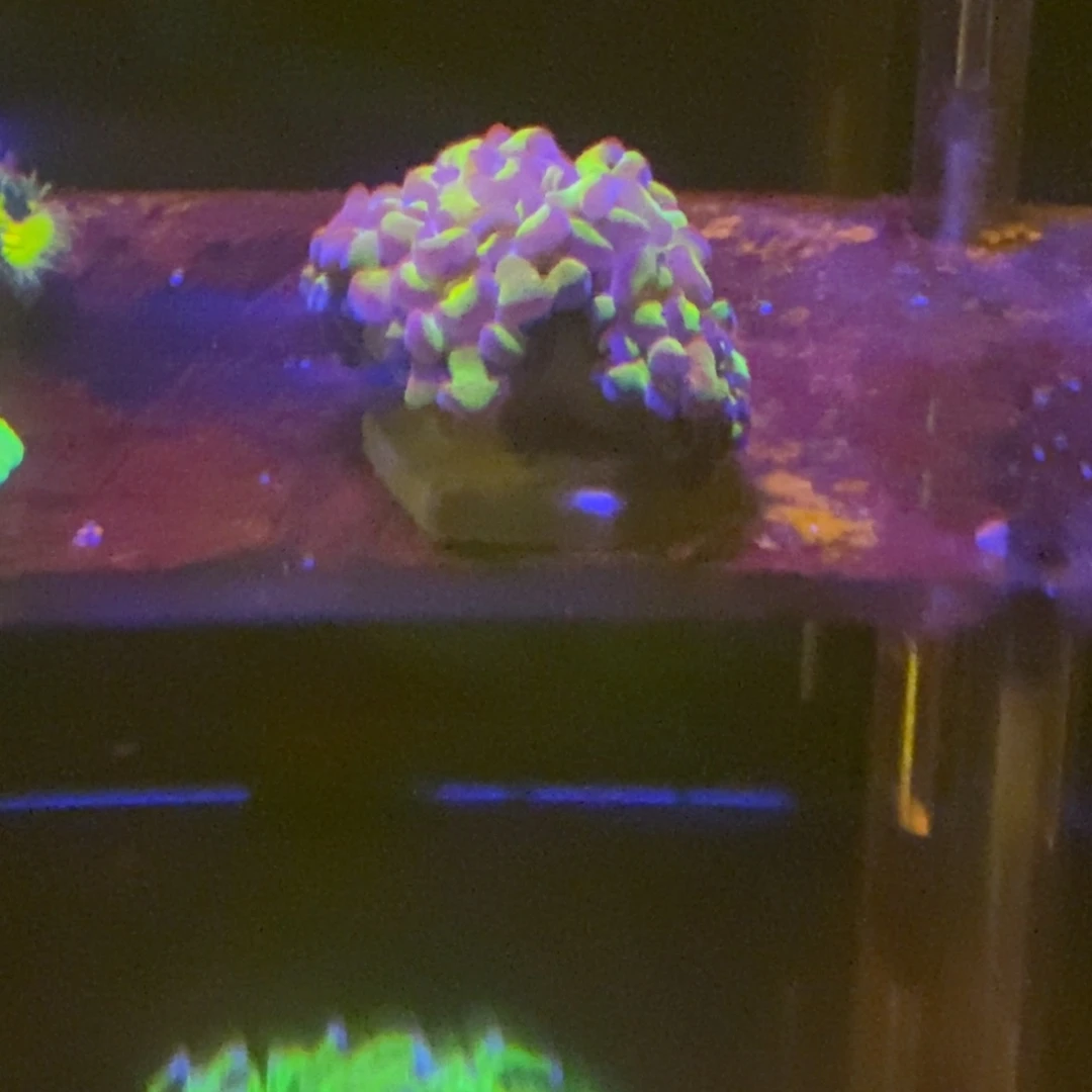 纽扣珊瑚一物一拍