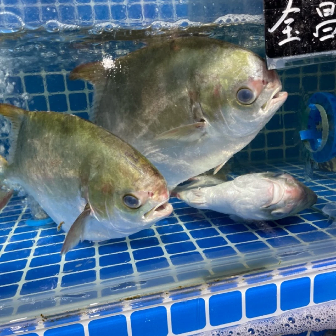 海南鲜美金鲳鱼1条【鲜活】-默认处理