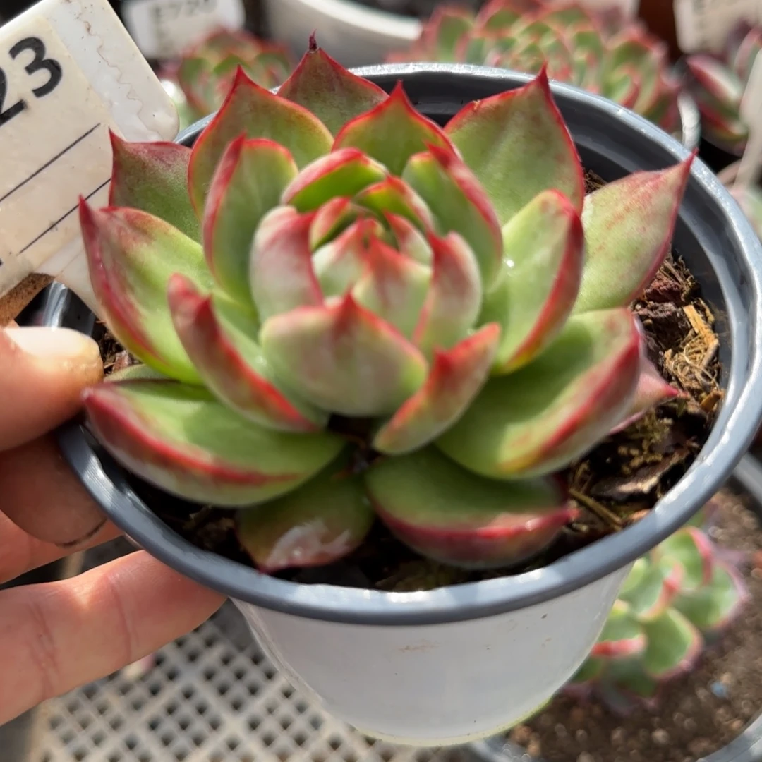 惊鸿一物一拍包装收缩花旱823