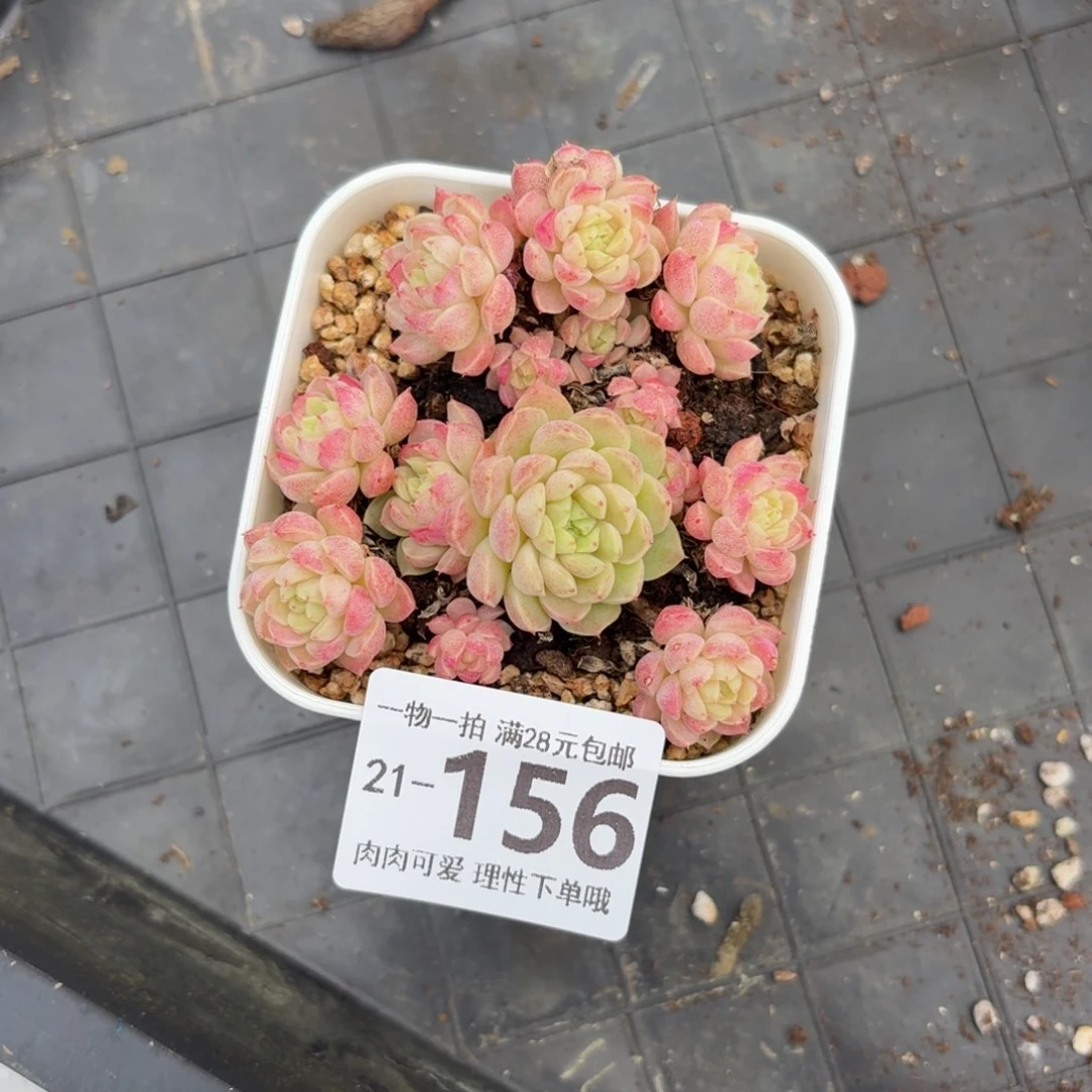 绿心羊脂球无盆土发货