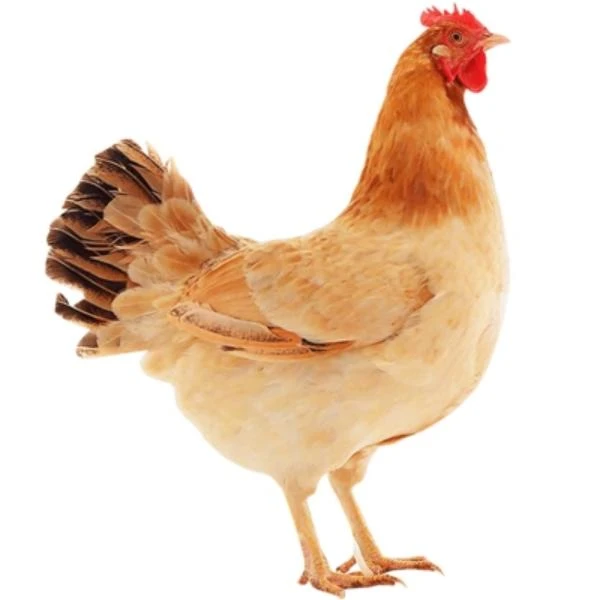 宠物鸡 苏秦一号绿壳