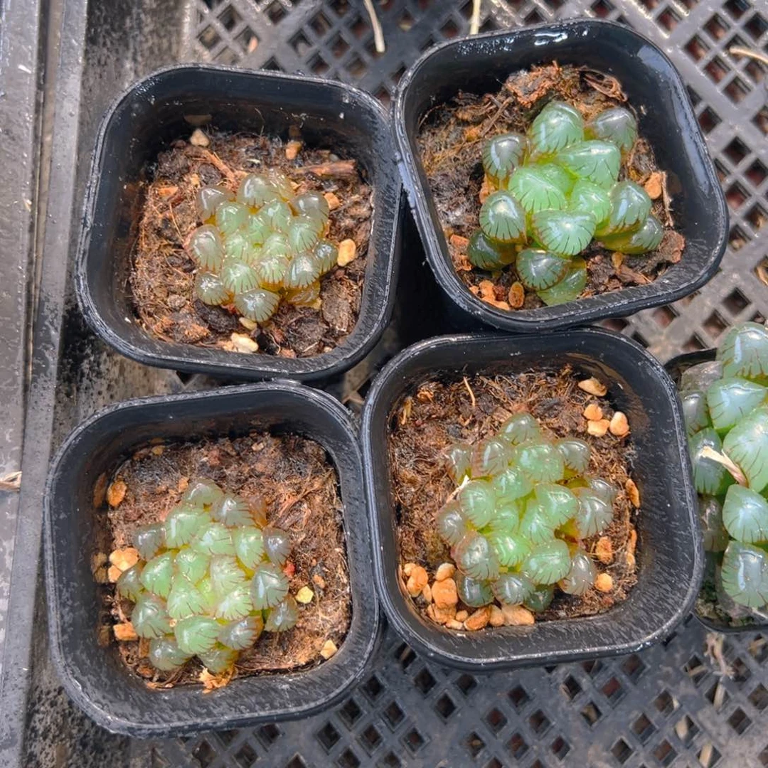 万象盆紫龙珠玉露一颗