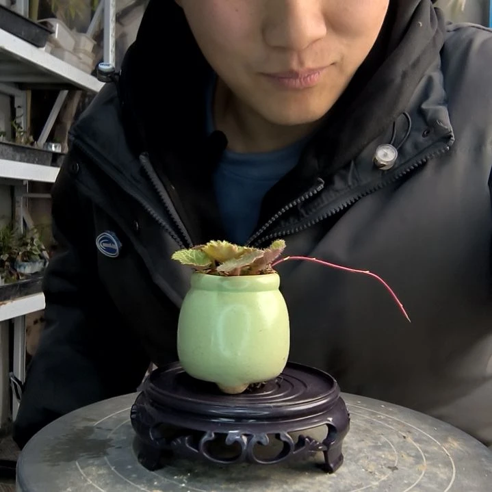 巩****）小盆景小植物一物一拍96