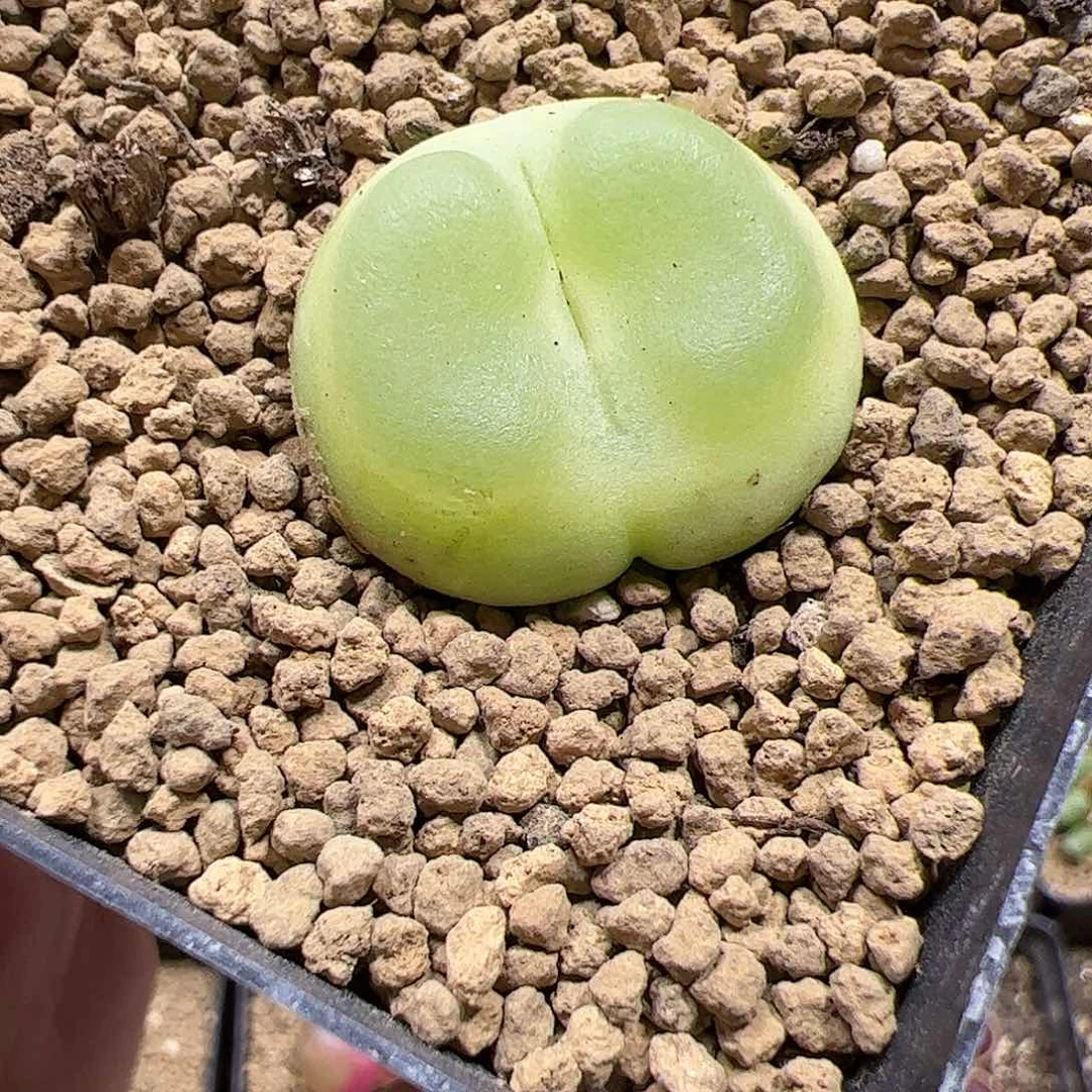 【闪购商品】353 拉登2.6cm