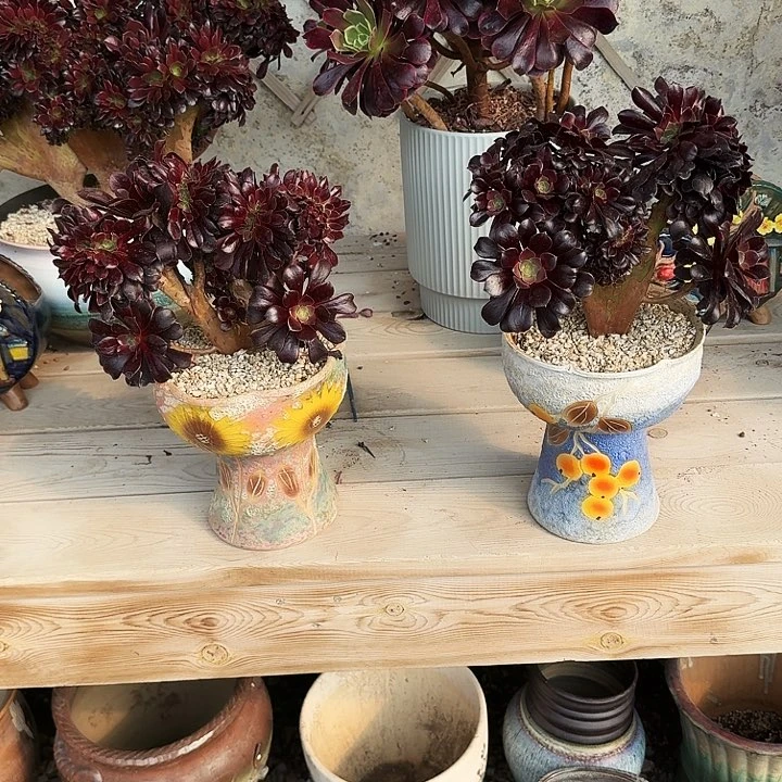 猫*多肉植物满20包邮