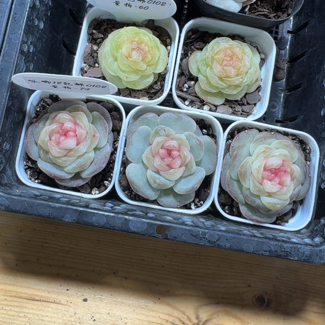 0102-074-甜茶一颗量拍