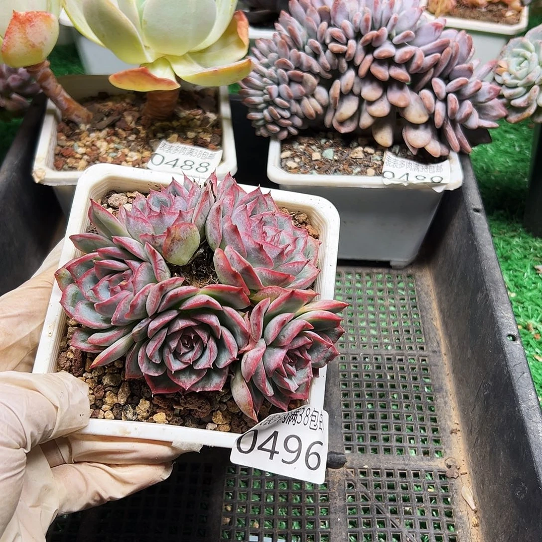 无花朵多肉一物一拍植物0496