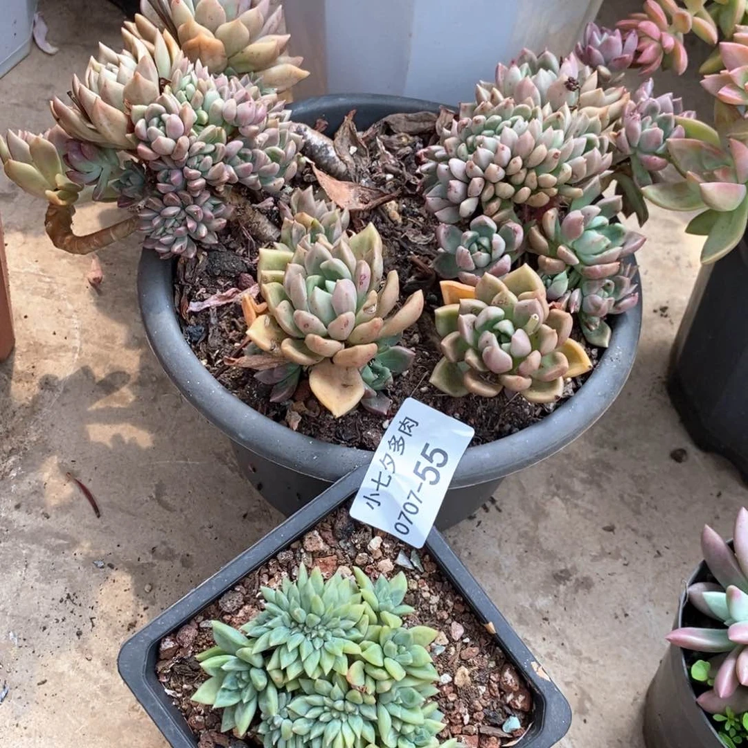 西***瓜记得拍冷链组合两颗55