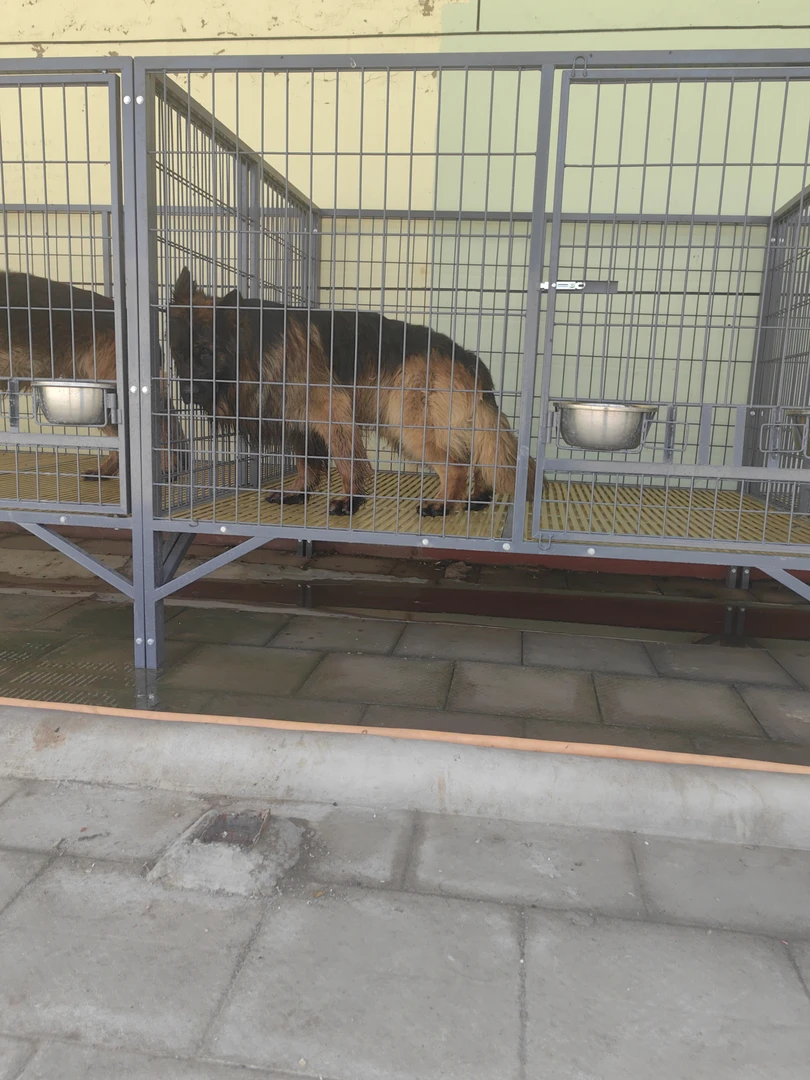 耀腾狗笼定制，以直播间讲解为主。