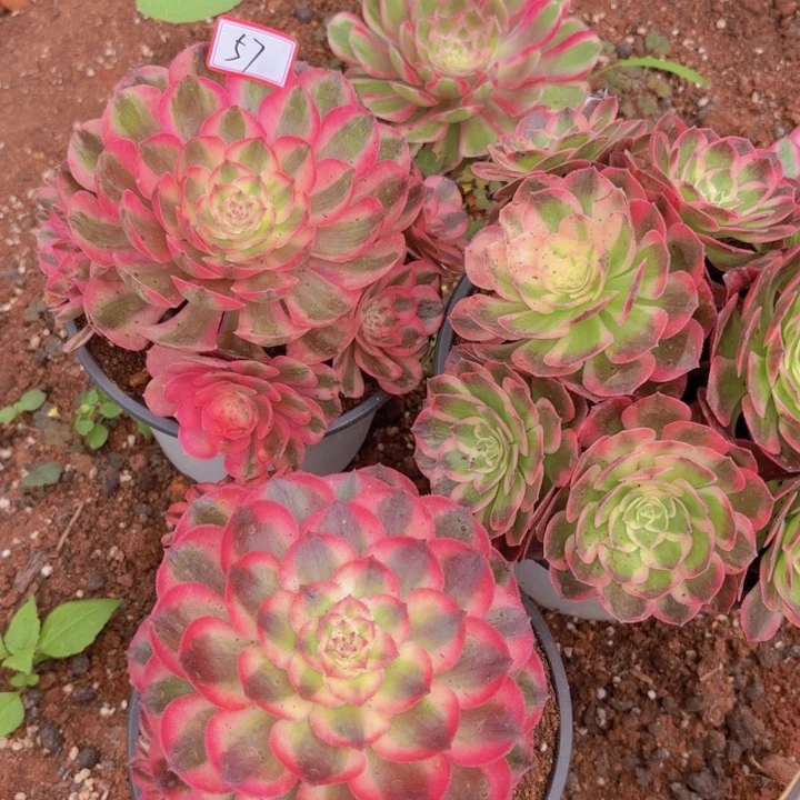 全部花朵057海王组合组合