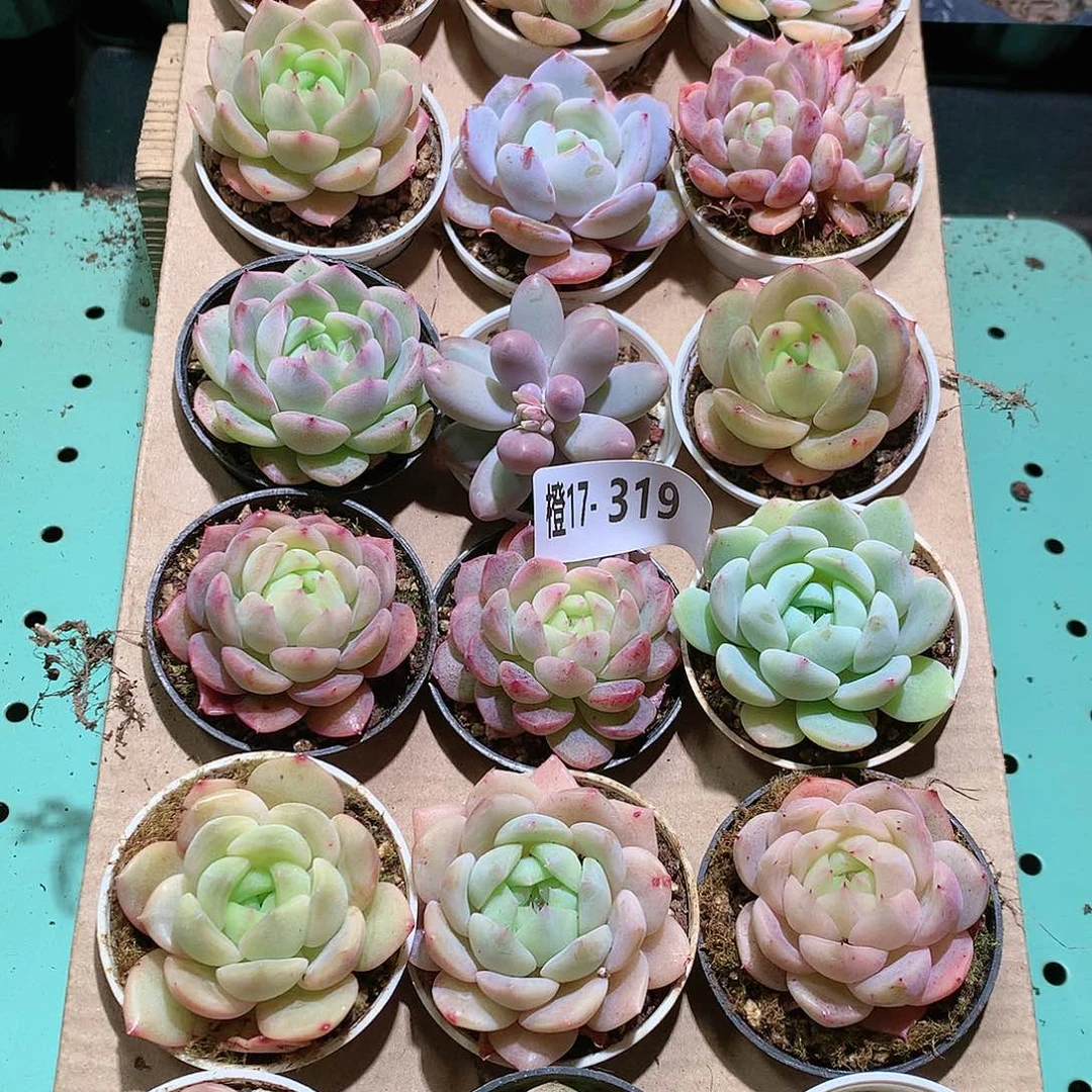 17-319一物一拍带盆18颗