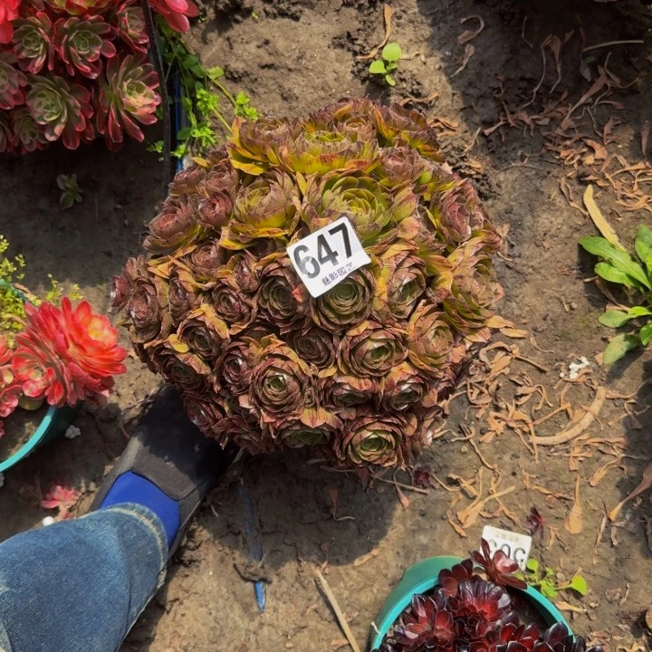拉丝花29-29包邮花花