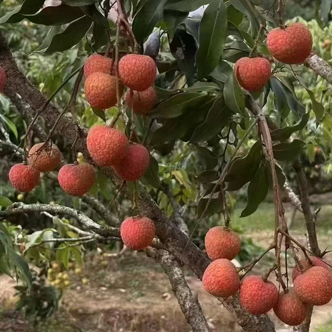 新鲜包邮广东当季顺丰水果桂味现摘整箱白糖罂茂名5斤装高州荔枝