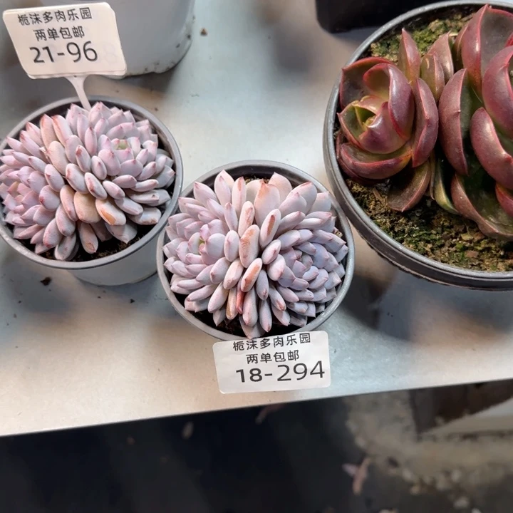 雾****18-294星星橙多肉植物