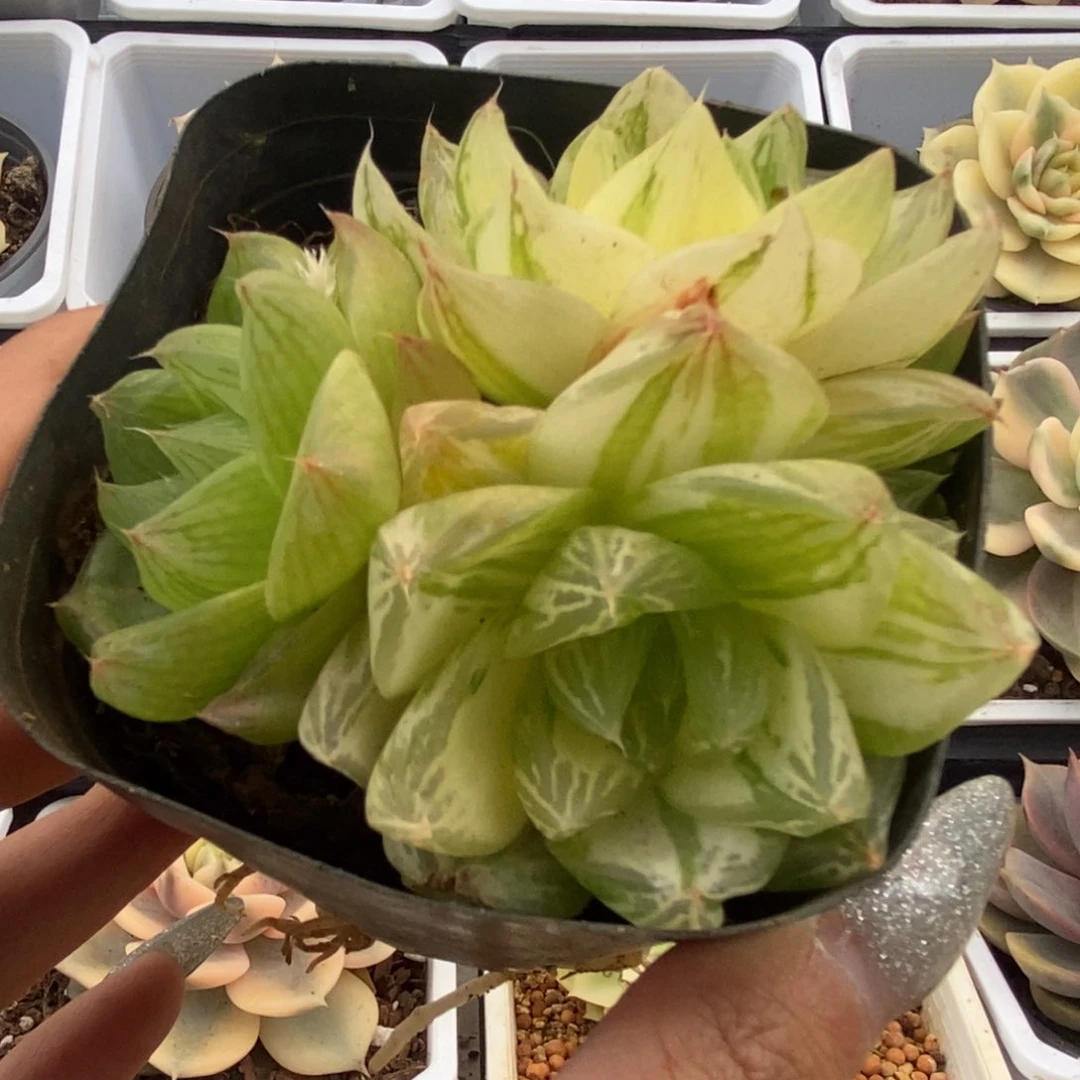 471金之华锦锦锦锦锦锦