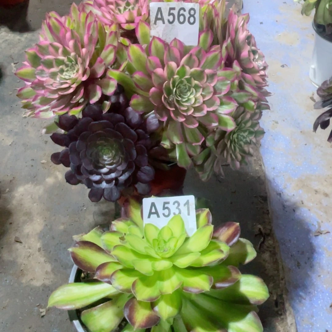 悠*糖果粉黛568送531少华