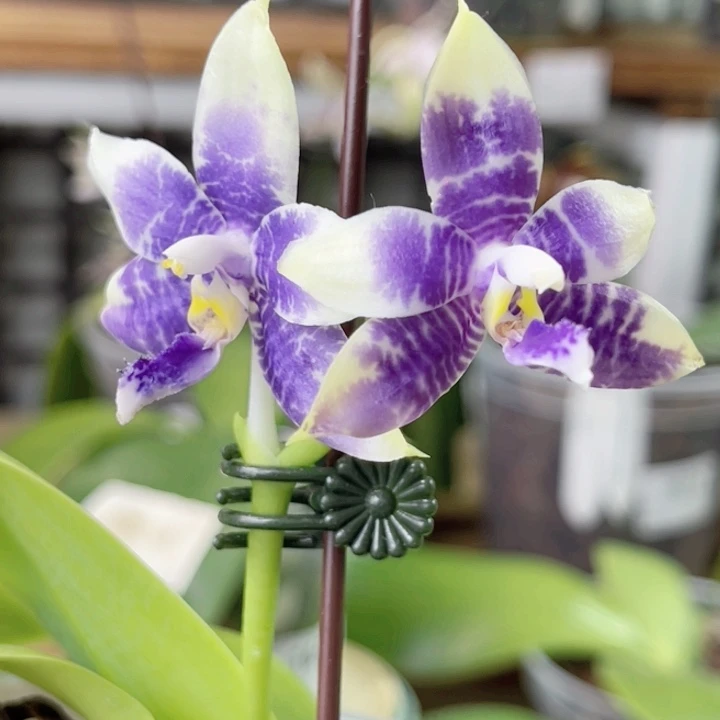 完全开放柳林3441-1796