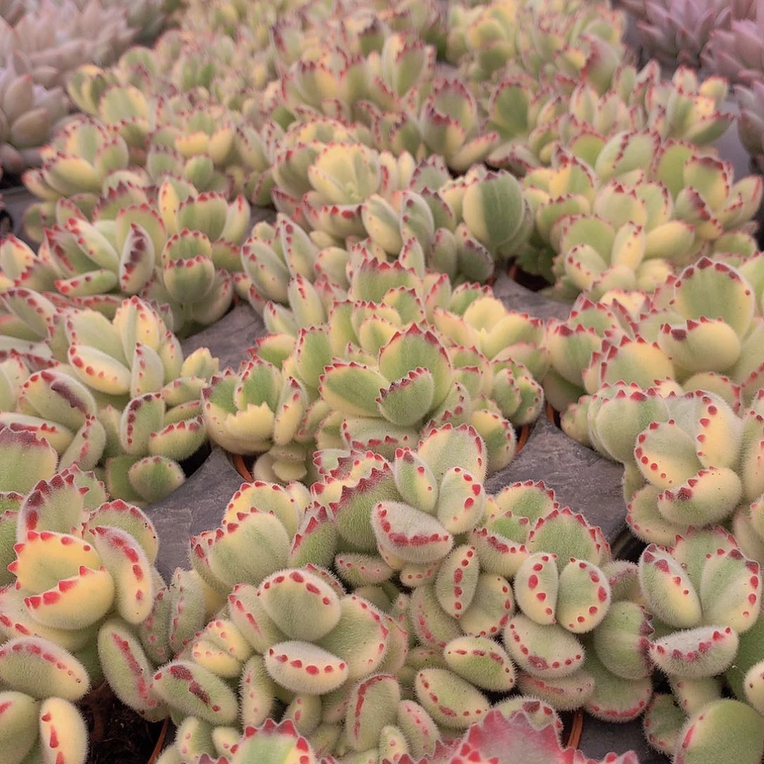 彩虹熊345678999900