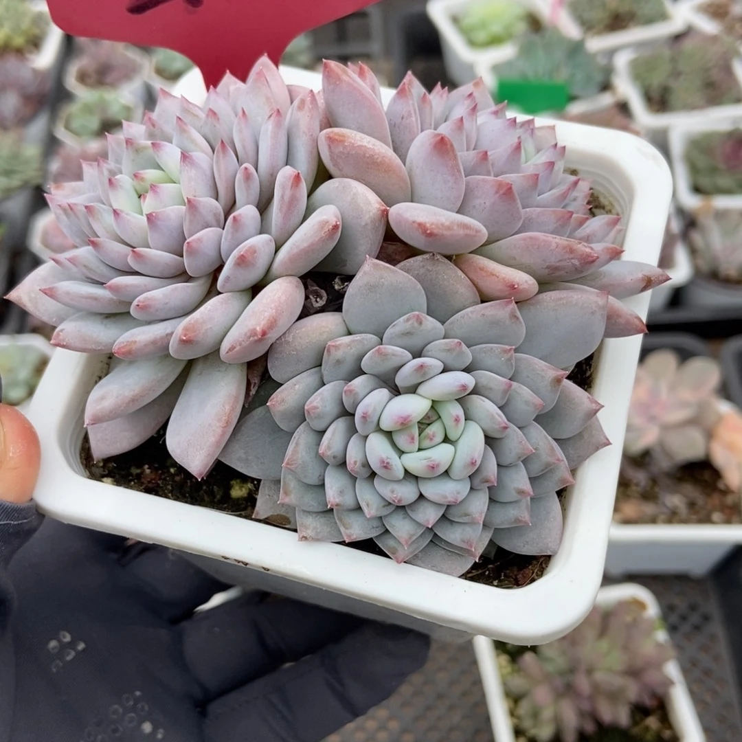 218玉芙蓉多肉植物