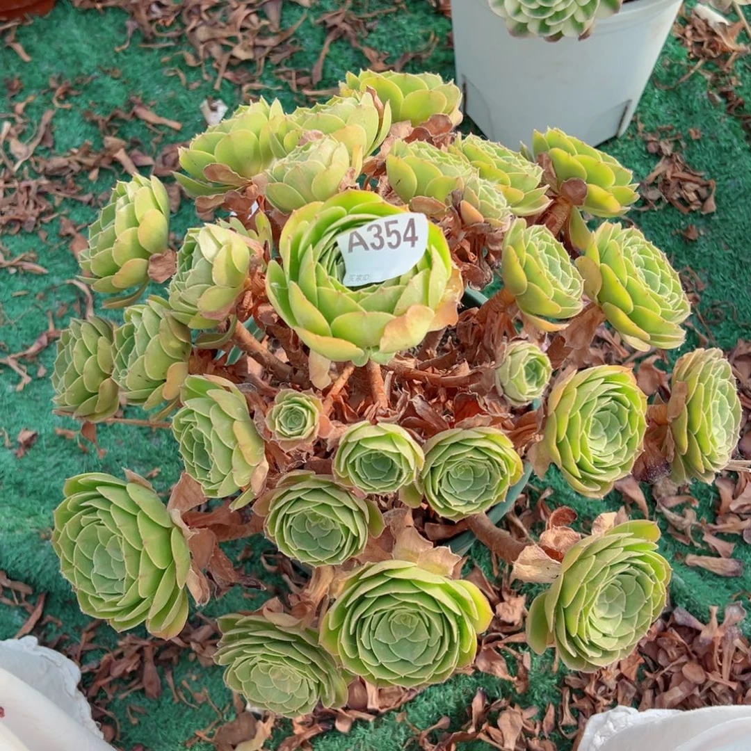 354抹茶法师多肉植物