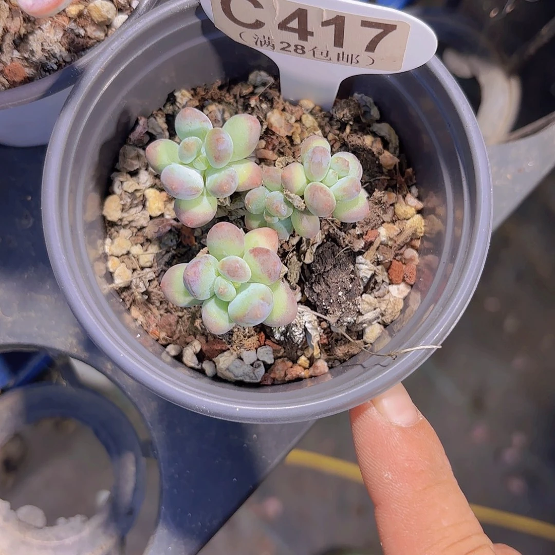 C417萤火虫一物一拍