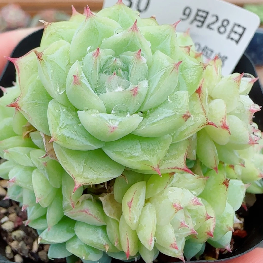 花语逸镜0928-30女王