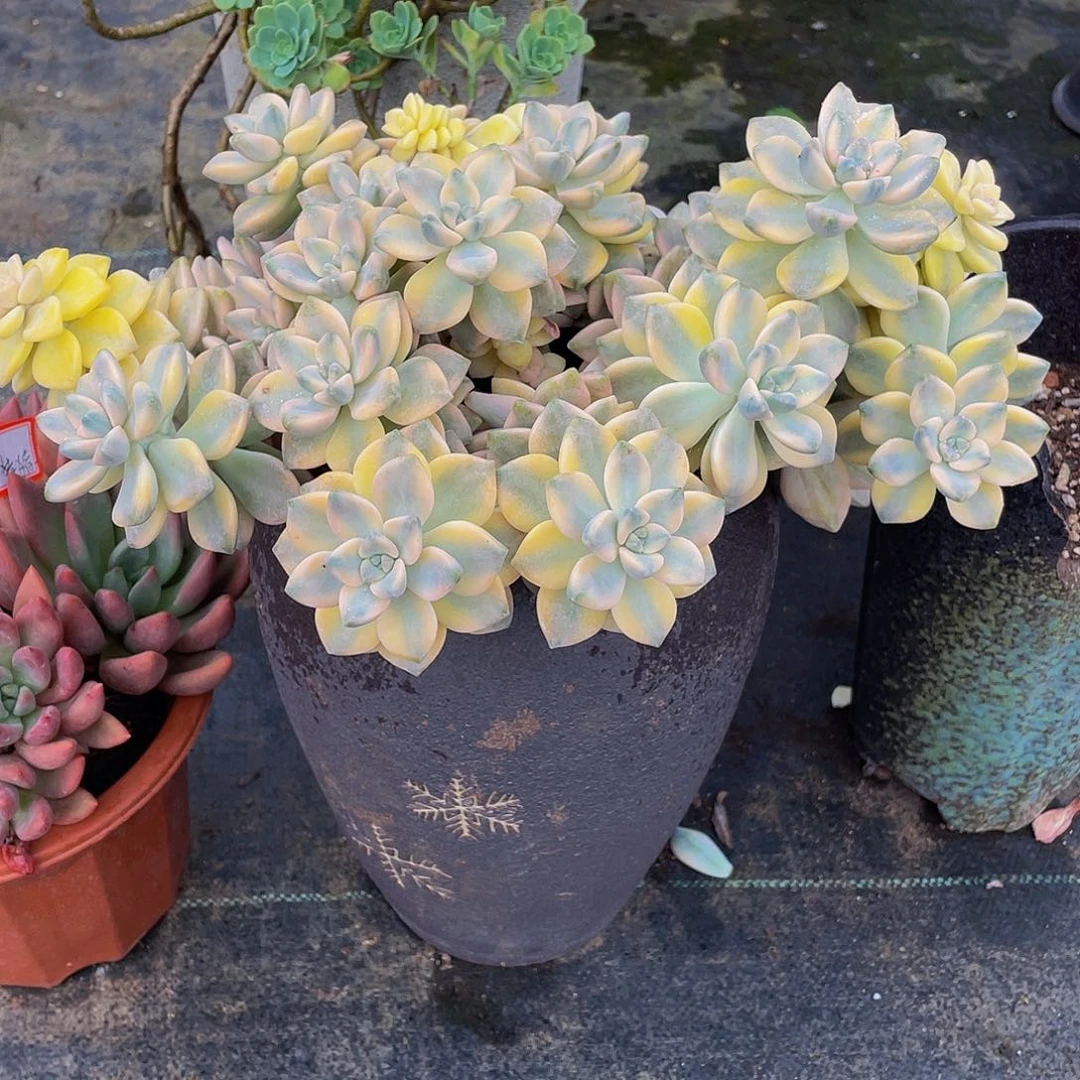 美杏锦多肉植物2颗  有冷链