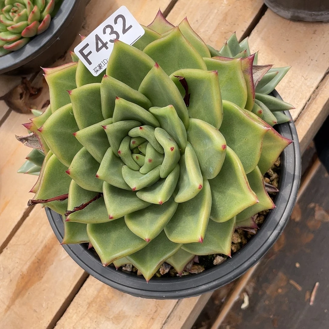 若如东云单拍F432