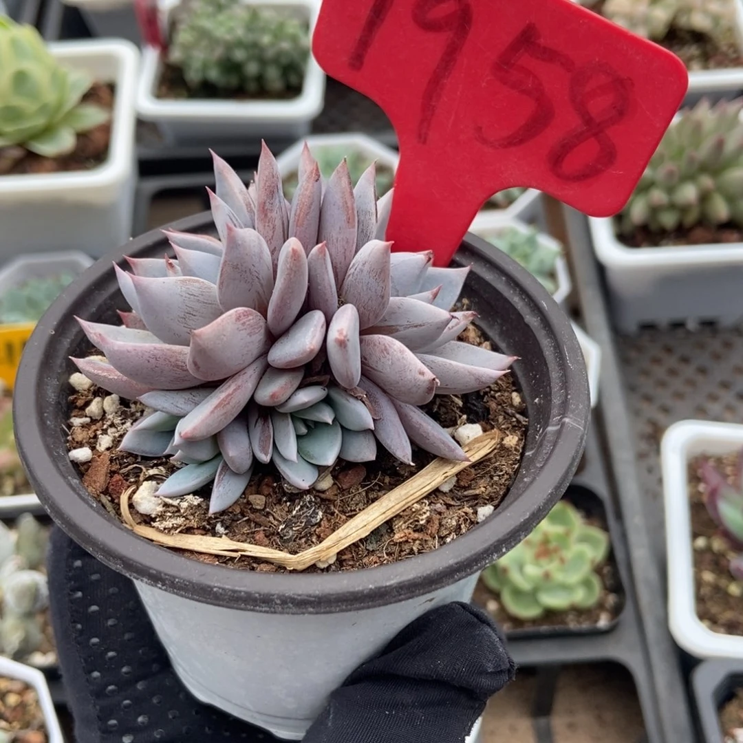 1958青鬼多肉植物保护