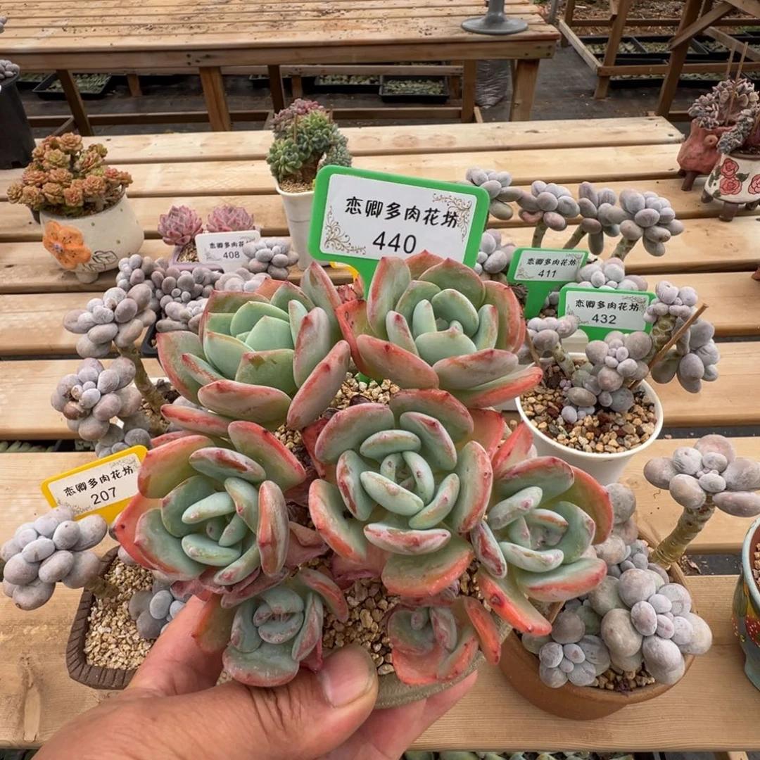 440白月光老桩无砍多头