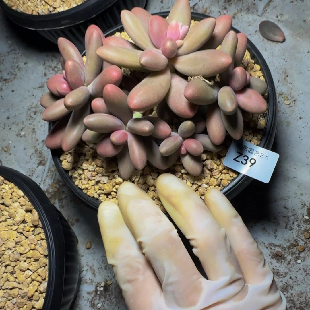 z z z z z z z 39