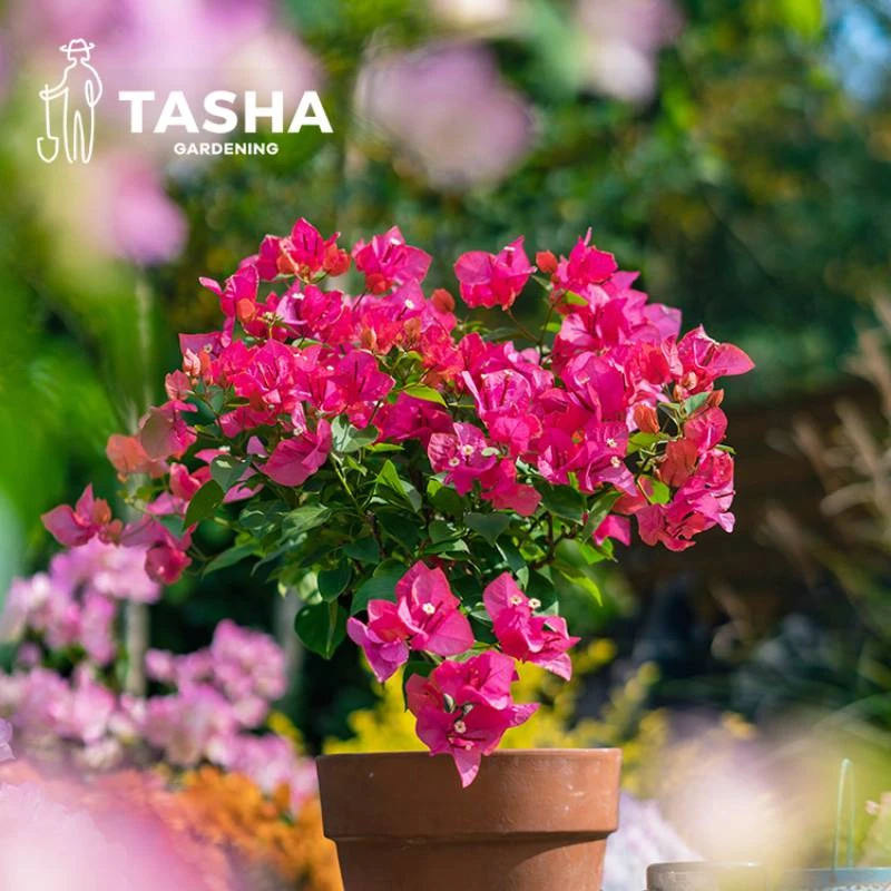 塔莎的花园三角梅花卉同安红 盆栽阳台花卉开花植物