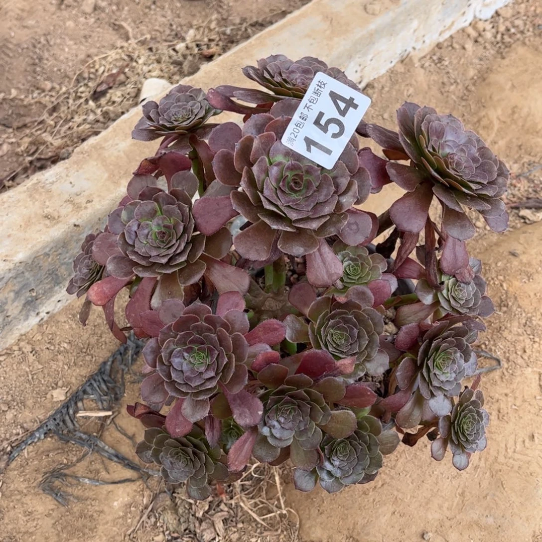 红萝莉154不包断枝