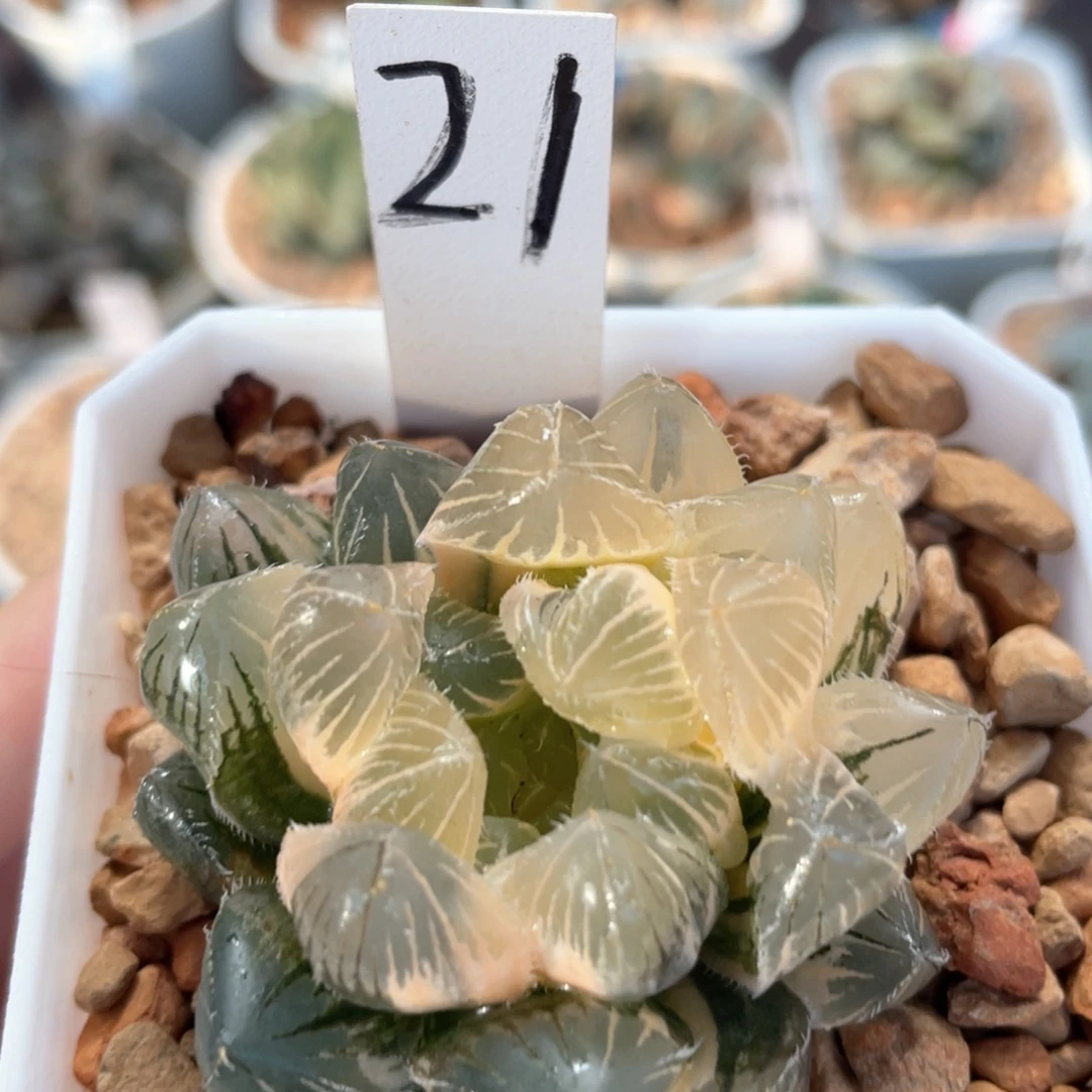21白赤线锦。