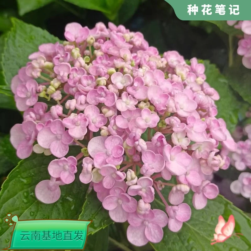 【棒棒糖爱莎绣球】绣球花苗阳台盆栽户外庭院地栽单花期长耐阴