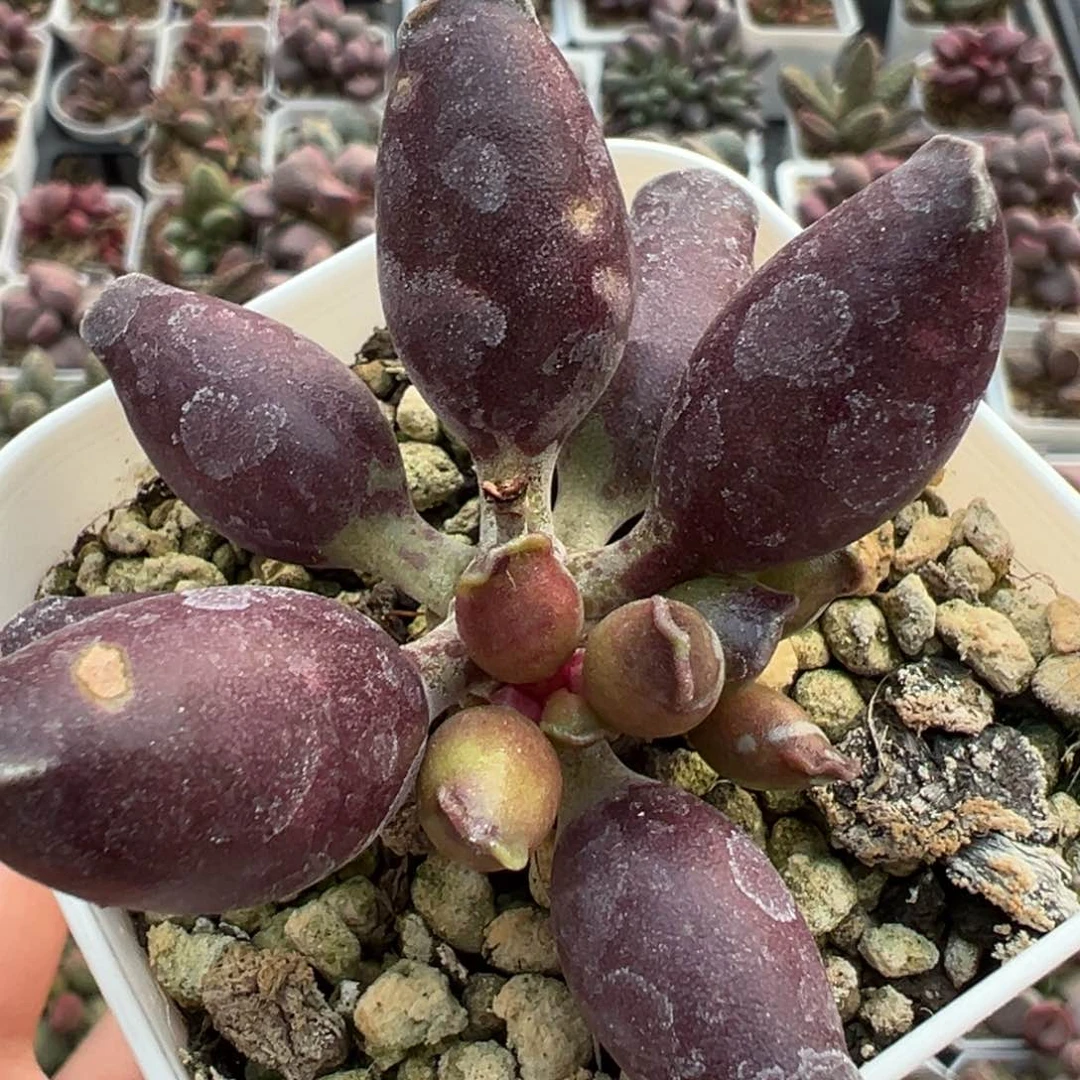 全紫海豹多肉植物水泡