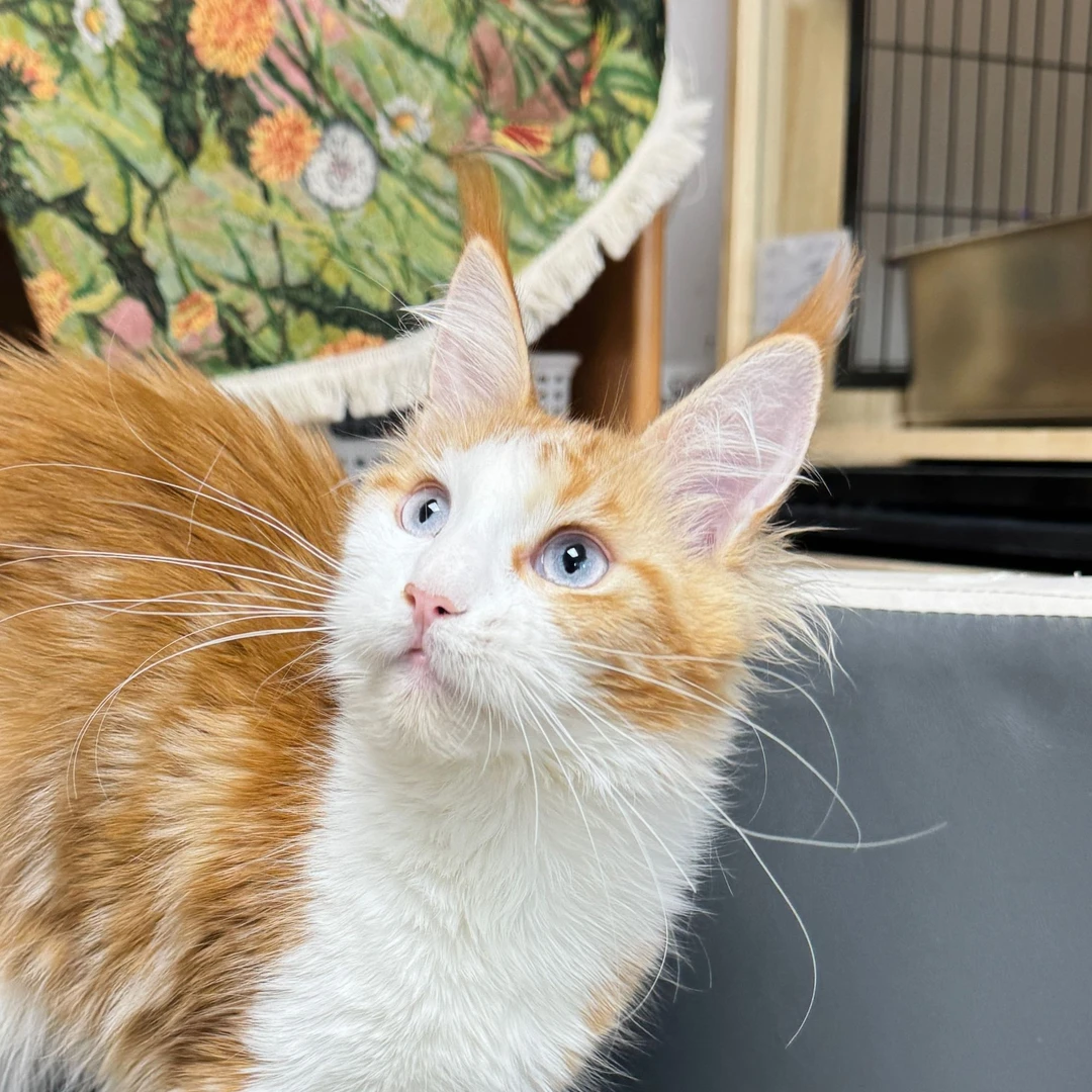 来了姊妹-红白蓝眼缅因猫 妹妹 J5